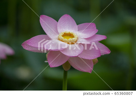 蓮花下雨 蓮花下雨 65360807