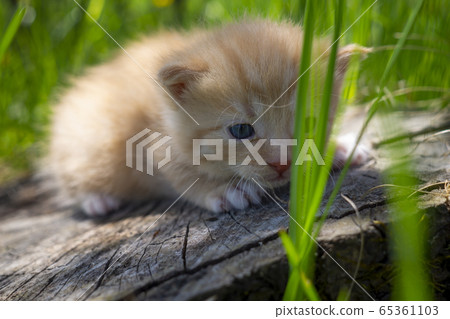 Little ginger kitten crouching on a tree stump 65361103