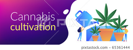 Cannabis cultivation concept banner header. 65361444