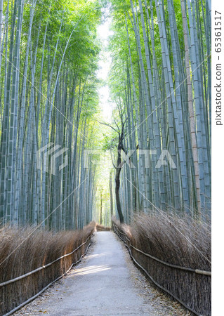 京都嵐山竹林小直徑 京都嵐山竹林小直徑 65361517