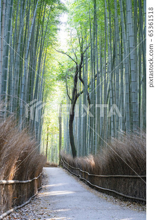 京都嵐山竹林小直徑 京都嵐山竹林小直徑 65361518