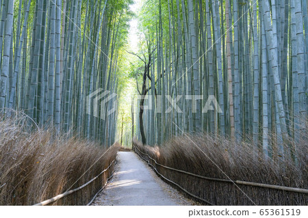 京都嵐山竹林小直徑 65361519