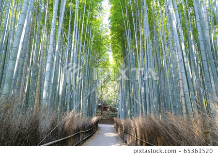 京都嵐山竹林小直徑 京都嵐山竹林小直徑 65361520