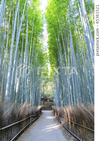 京都嵐山竹林小直徑 京都嵐山竹林小直徑 65361521