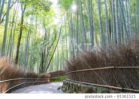 京都嵐山竹林小直徑 65361525