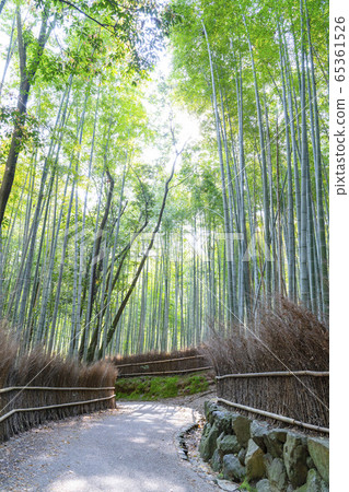 京都嵐山竹林小直徑 京都嵐山竹林小直徑 65361526