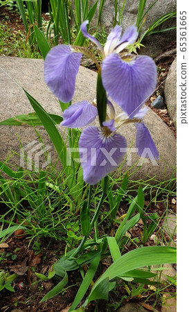 鳶尾花 鳶尾花 65361665