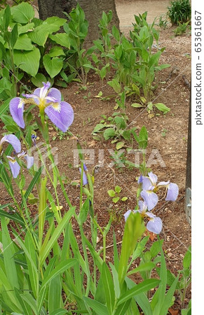 鳶尾花 鳶尾花 65361667