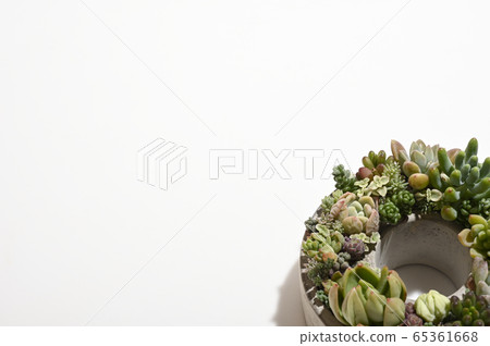 歡迎來到多肉植物的世界 歡迎來到多肉植物的世界 65361668