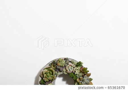 歡迎來到多肉植物的世界 歡迎來到多肉植物的世界 65361670
