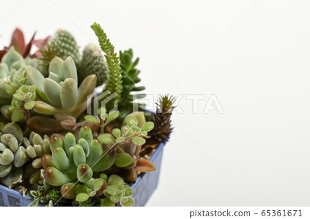 歡迎來到多肉植物的世界 歡迎來到多肉植物的世界 65361671
