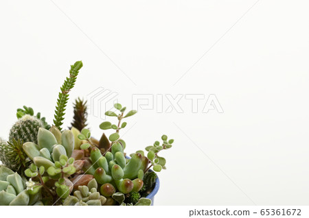 歡迎來到多肉植物的世界 歡迎來到多肉植物的世界 65361672