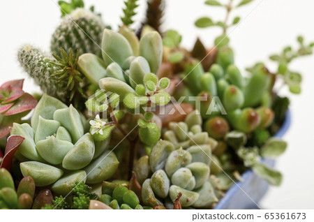 歡迎來到多肉植物的世界 65361673