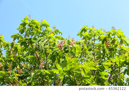 Fresh greenery and flowers 65362122