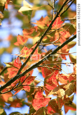 15 Nov 2008 Plant close up. the leaves. at Tai Tam 65362259