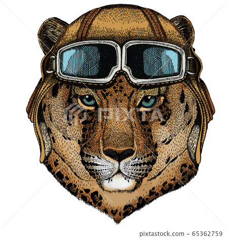 Leopard, jaguar face. Portrait of wild animal. Vintage aviator helmet with googles. 65362759