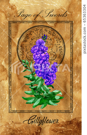 Page of swords. Minor Arcana tarot card with Gillyflower and magic seal. Vintage deck Enchanted Flowers. Hand drawn illustration with botanical symbols. Gothic, occult and esoteric background 65363304