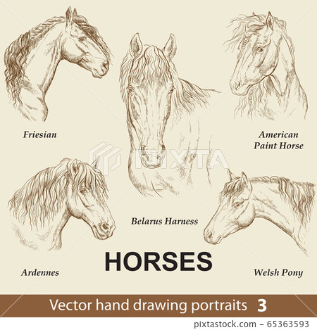 Set of hand drawing horses 3 Set of hand drawing horses 3 65363593