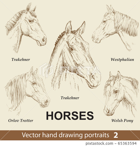 Set of hand drawing horses 2 65363594