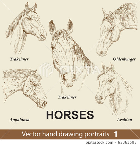 Set of hand drawing horses 1 Set of hand drawing horses 1 65363595