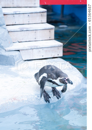 企鵝跳進游泳池/企鵝/治愈動物/水族館 65364687