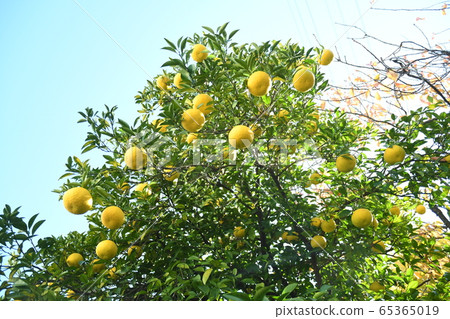 Citrus 65365019