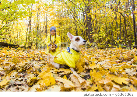 Child plays with Jack Russell Terrier in autumn forest. Autumn walk with a dog, children and pet concept. 65365362