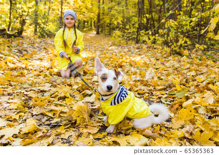 Child plays with Jack Russell Terrier in autumn forest. Autumn walk with a dog, children and pet concept. 65365363