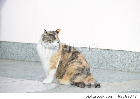 Cat (10 years old) Cat (10 years old) 65365378