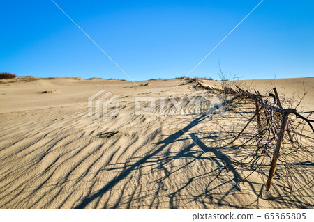 Beautiful calm view of nordic sand dunes and protective fences at Curonian spit, Nida, Klaipeda, Lithuania. Buried wood, desert and sand, blue sky 65365805