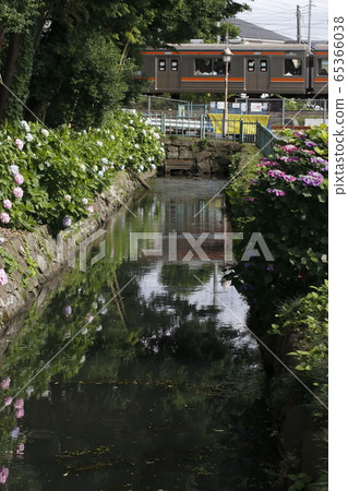 穿過陽光的道路上的繡球(崎玉縣川口市) 穿過陽光的道路上的繡球(崎玉縣川口市) 65366038