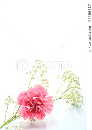 Carnation Mother's Day Image 65366517