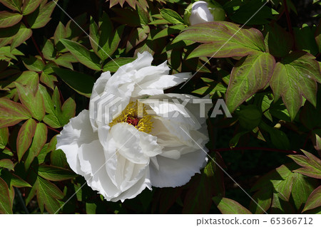 Flower, Peony, White @ Home Garden, Sakai City, Osaka Prefecture Flower, Peony, White @ Home Garden, Sakai City, Osaka Prefecture 65366712