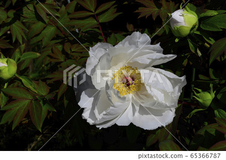 Flower, Peony, White @ Home Garden, Sakai City, Osaka Prefecture Flower, Peony, White @ Home Garden, Sakai City, Osaka Prefecture 65366787