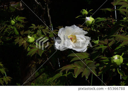 Flower, Peony, White @ Home Garden, Sakai City, Osaka Prefecture Flower, Peony, White @ Home Garden, Sakai City, Osaka Prefecture 65366788