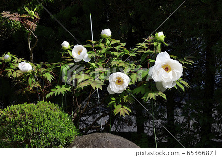 Flower, Peony, White @ Home Garden, Sakai City, Osaka Prefecture 65366871