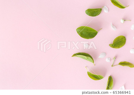 Blooming spring pear branches on pink background, floral frame with copy space, top view, flat layout. Spring concept 65366941