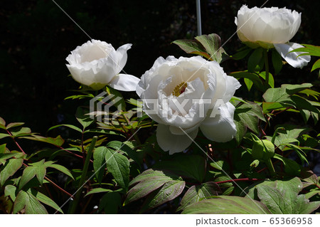 Flower, Peony, White @ Home Garden, Sakai City, Osaka Prefecture Flower, Peony, White @ Home Garden, Sakai City, Osaka Prefecture 65366958