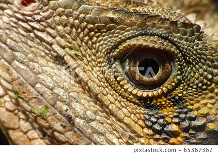 Eastern Water Dragon Eastern Water Dragon 65367362