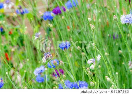 Cornflower early summer flowers [Aichi Prefecture] 65367383