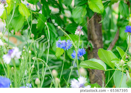 Cornflower early summer flowers [Aichi Prefecture] 65367395