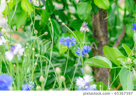 Cornflower early summer flowers [Aichi Prefecture] 65367397