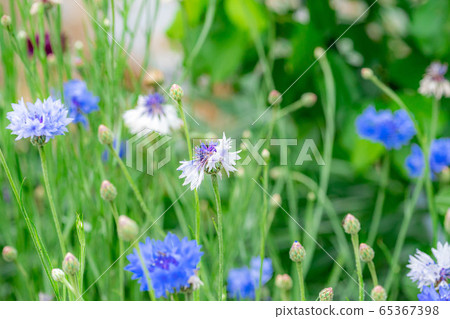 Cornflower early summer flowers [Aichi Prefecture] 65367398