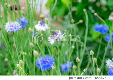 Cornflower early summer flowers [Aichi Prefecture] 65367399