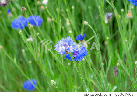 矢車菊初夏的花朵[愛知縣] 65367405