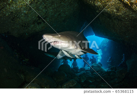 Ogasawara Shirowani ④ Ogasawara Shirowani ④ 65368115