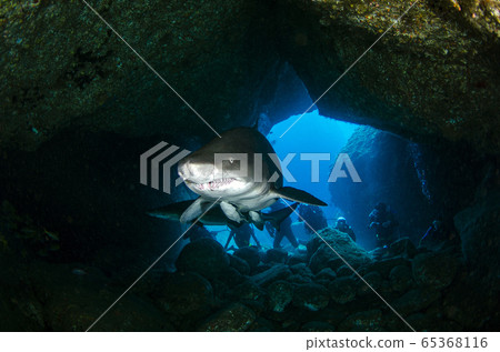 Ogasawara Shirowani ⑤ 65368116