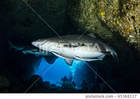 Ogasawara Shirowani ⑥ Ogasawara Shirowani ⑥ 65368117