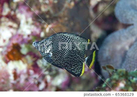 Ogasawara Yuzen Juvenile ① Ogasawara Yuzen Juvenile ① 65368129