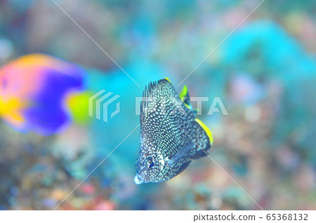 Ogasawara Yuzen juvenile ③ Ogasawara Yuzen juvenile ③ 65368132